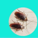 Unique Pest Control Aurangabad 3 cockroaches pest control 2