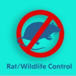 Unique Pest Control Aurangabad 2 rat rodent pest control 2