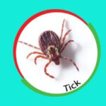 Unique Pest Control Aurangabad 4 ticks control 1